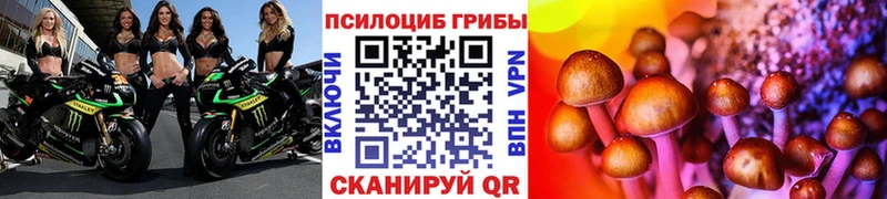 Купить где  Зуевка  Галлюциногенные грибы мицелий 